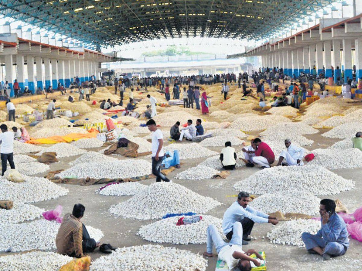 Mandsaur mandi garlic trading floor with bags